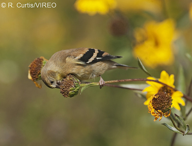 bird eating bird seed