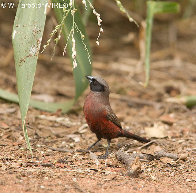 bird eat seeds