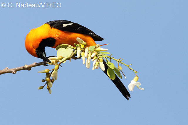 yellow and black bird drinks nectar