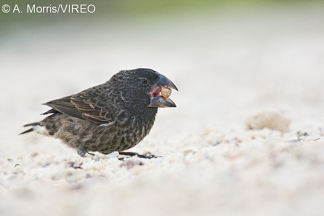 birds that eat finch food