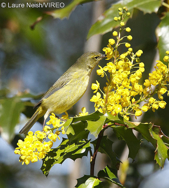 nectar feeding birds list