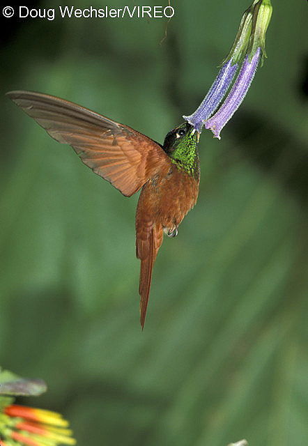 nectar drinking bird