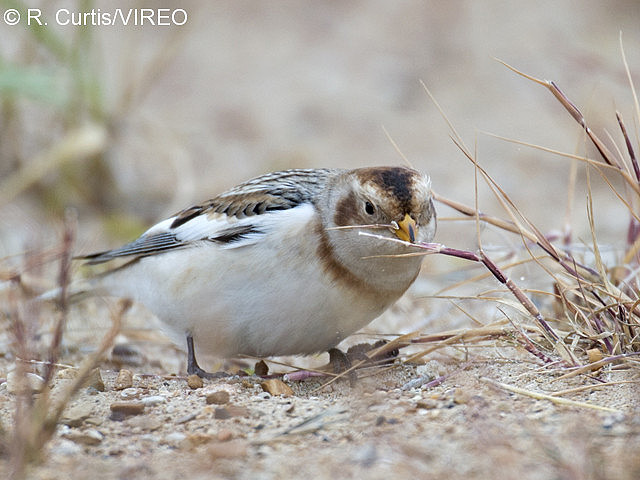 small seed eating birds