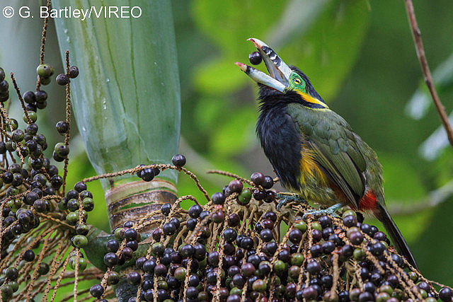 fruit and nut eating birds