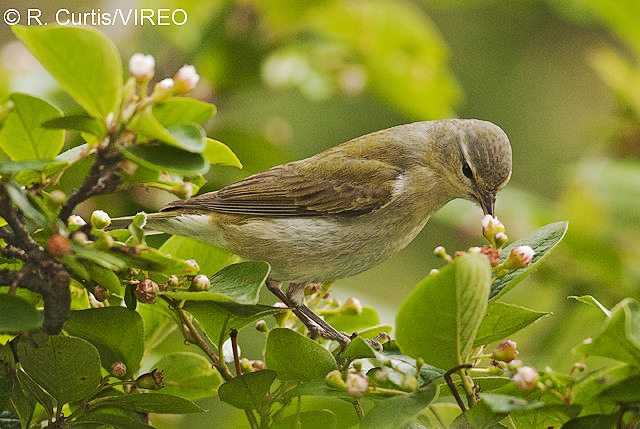 nectar feeding birds list