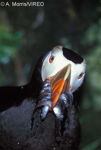 Tufted Puffin Diets