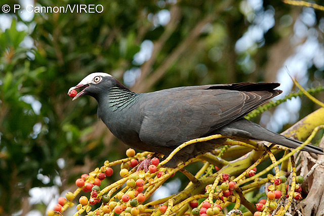 fruit and nut eating birds