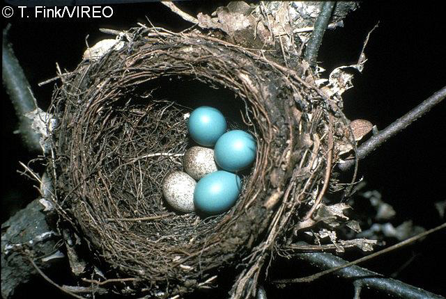 Bird Nests 