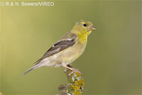 American_Goldfinch_b13-38-016