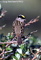 Golden-crowned_Sparrow_w02-24-201