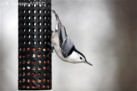 White-breasted_Nuthatch