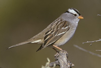 White-crowned Sparrow m17-61-243
