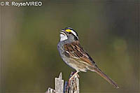 White-throated Sparrow_r30-1-035