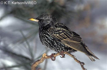 European_Starling