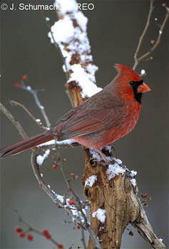 Northern_Cardinal