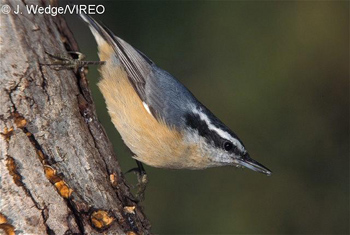 Red-breasted_Nuthatch