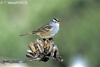 White-crowned_Sparrow