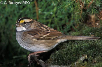 White-throated_Sparrow