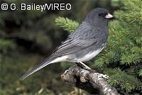 Dark-eyed Junco