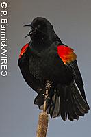 Red-winged Blackbird