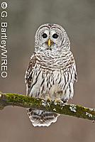 Barred Owl