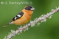 Black-headed Grosbeak