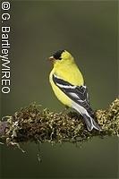 American Goldfinch