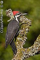 Pileated Woodpecker