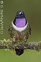 Amethyst-throated Sunangel