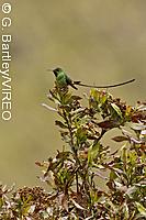 Black-tailed Trainbearer