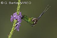 Green Thorntail