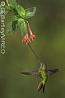 Sword-billed Hummingbird