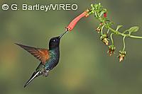 Velvet-purple Coronet