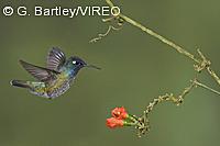 Violet-headed Hummingbird