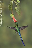 Violet-tailed Sylph