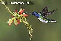 White-necked Jacobin