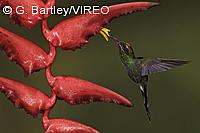 White-whiskered Hermit