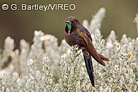 Blue-mantled Thornbill