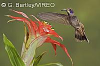 Brown Violetear