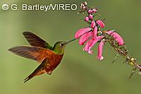 Chestnut-breasted Coronet