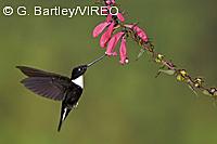 Collared Inca