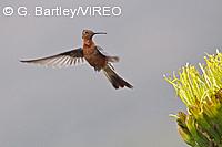 Giant Hummingbird