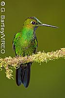 Green-crowned Brilliant