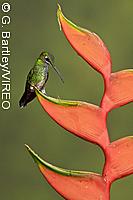 Green-crowned Brilliant