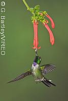 Purple-bibbed Whitetip