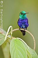 Violet-bellied Hummingbird