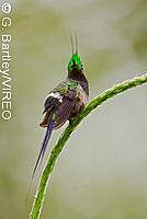 Wire-crested Thorntail