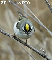 Golden-crowned Kinglet