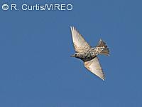 European Starling