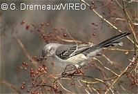 Northern Mockingbird